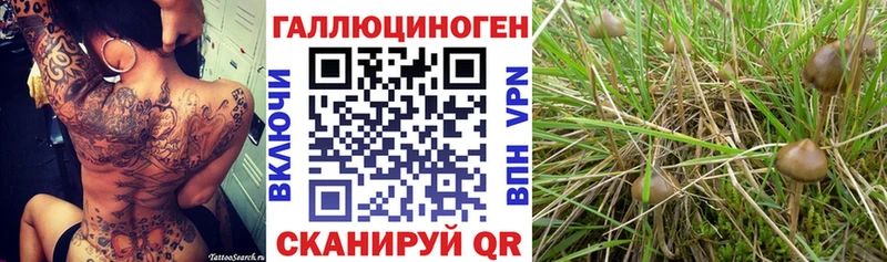 закладка даркнет официальный сайт Галлюциногенные грибы Psilocybe Собинка